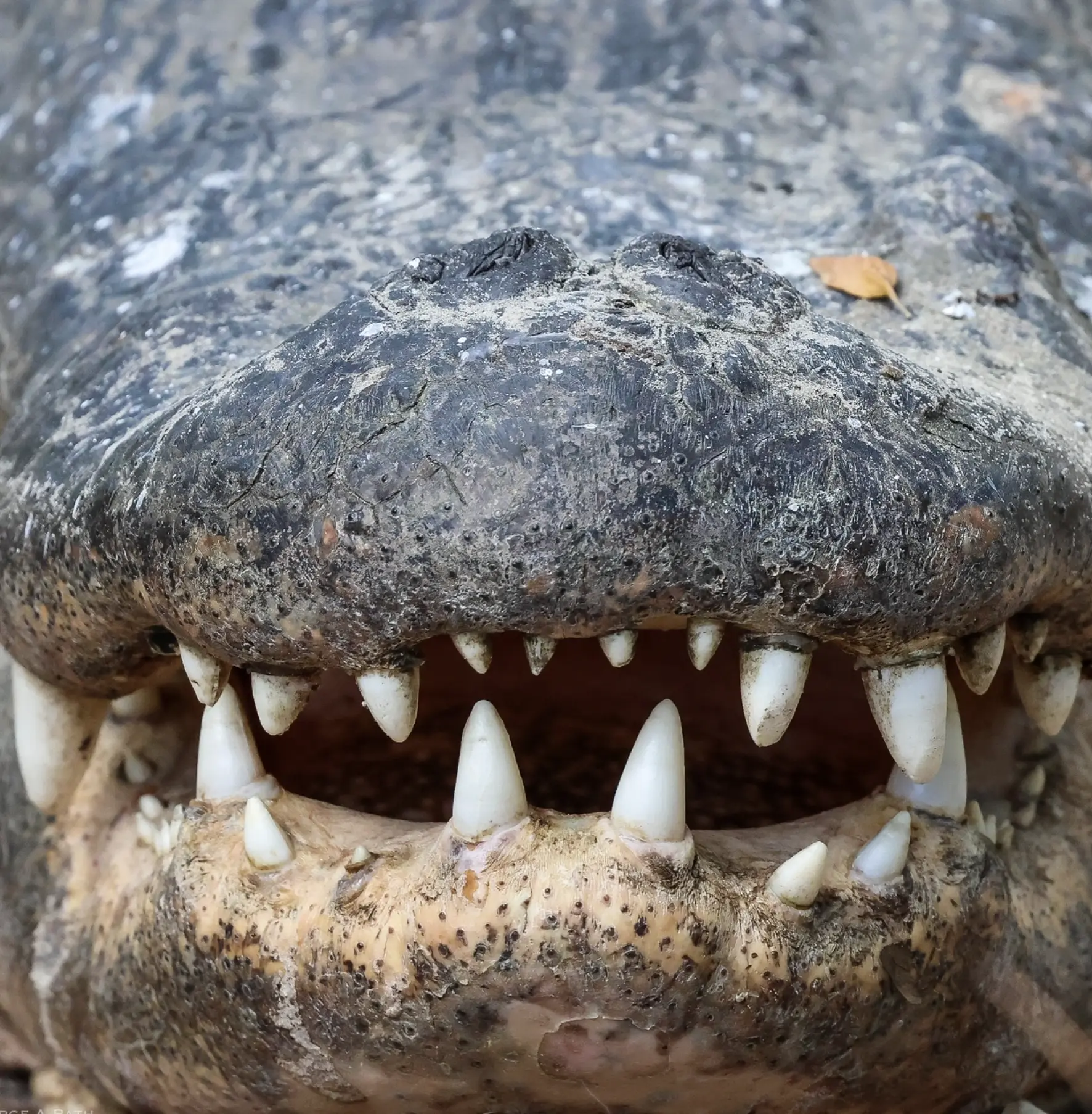 prehistoric crocodile